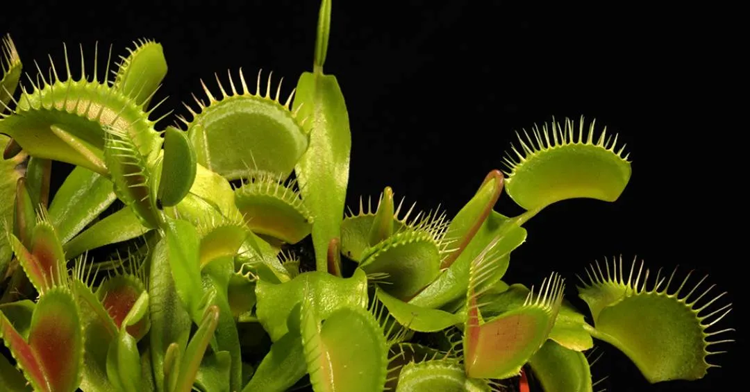 Por que plantas carnívoras nunca cresceram o bastante para devorar humanos?