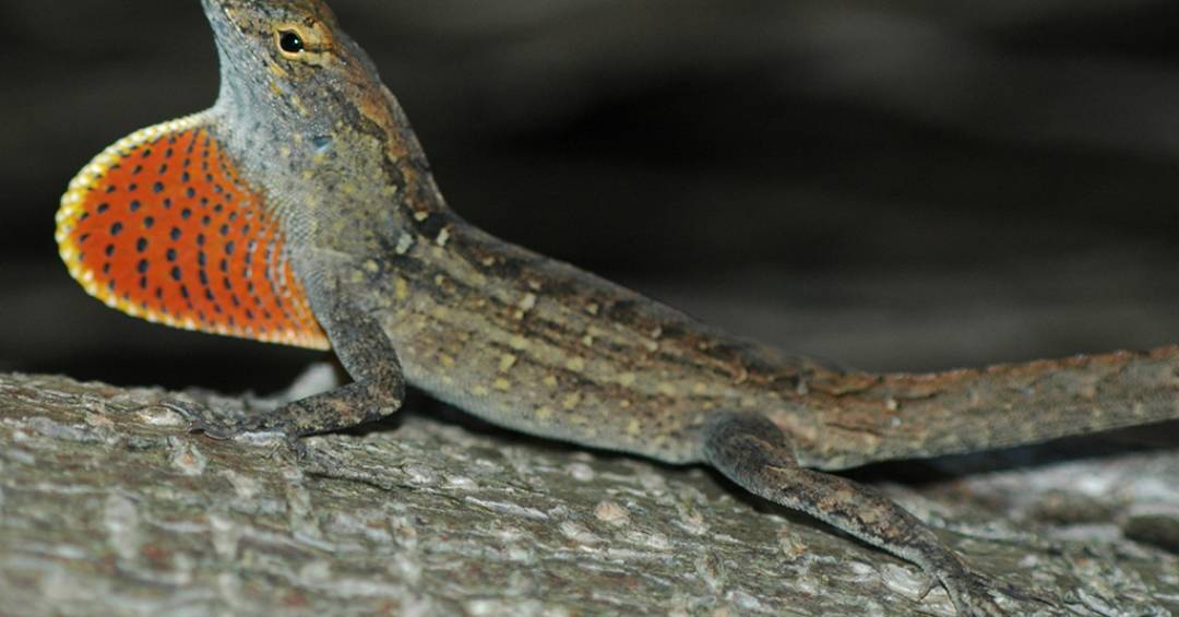 Este lagarto vive com níveis recordes de chumbo no sangue – e parece estar bem