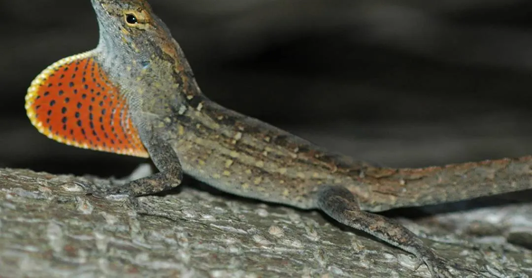 Este lagarto vive com níveis recordes de chumbo no sangue – e parece estar bem