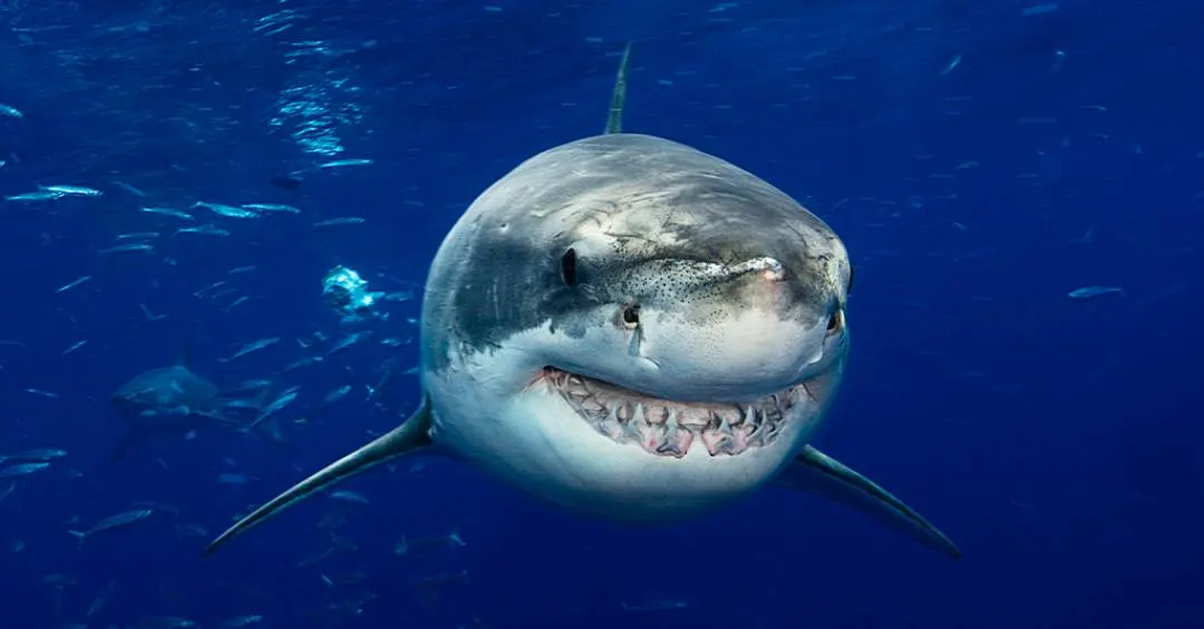 Mudança química dos oceanos pode deixar tubarões banguelas