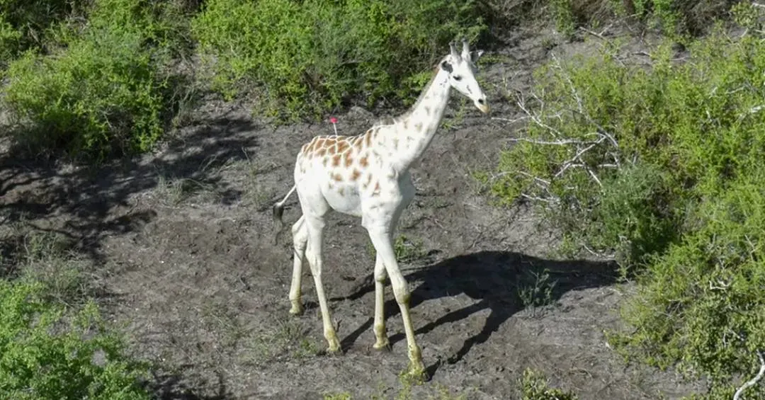 Última girafa branca do mundo é alvo de caçadores ilegais