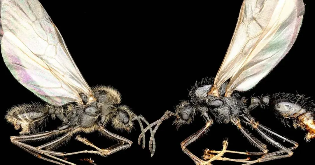 Alguns filhotes desta formiga são de uma espécie diferente da própria mãe