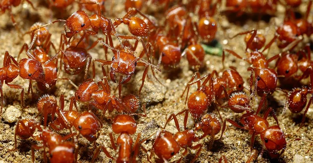 As formigas de Fiji estão desaparecendo – e isso é um problema para o mundo todo