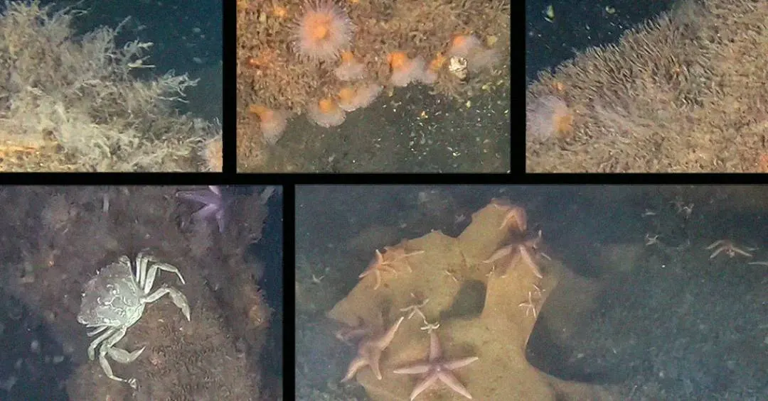 Bombas nazistas não detonadas no Mar Báltico viram abrigo para a vida marinha