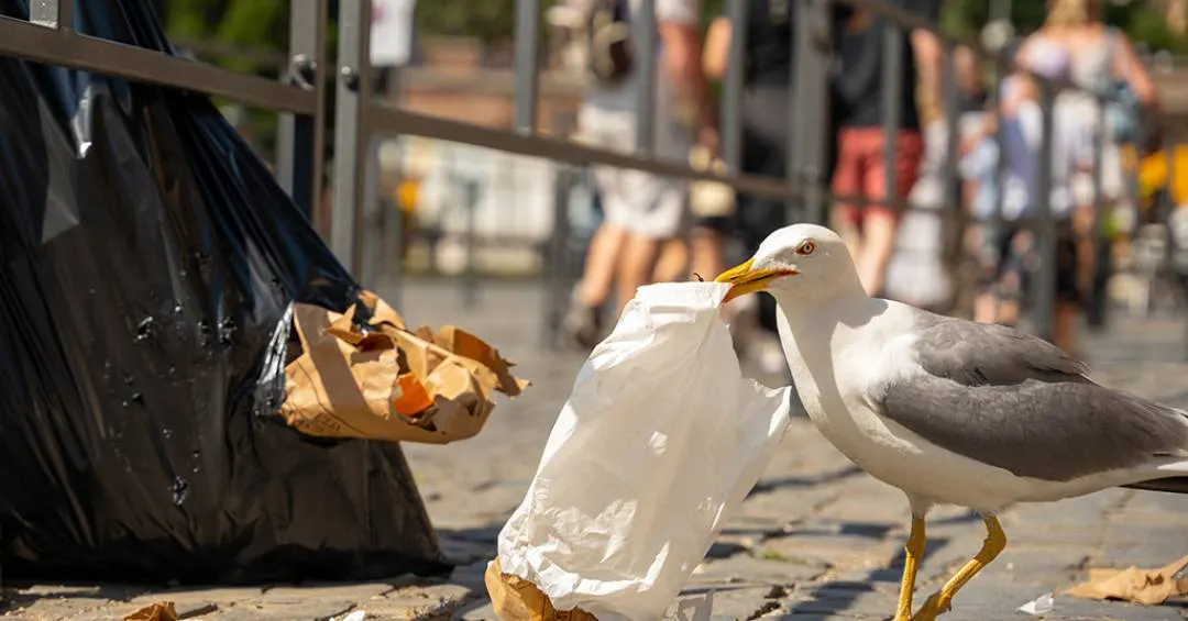 Canto antecipado, comida no lixo, ninhos em prédios: pesquisas mapeiam adaptações de aves que vivem em cidades