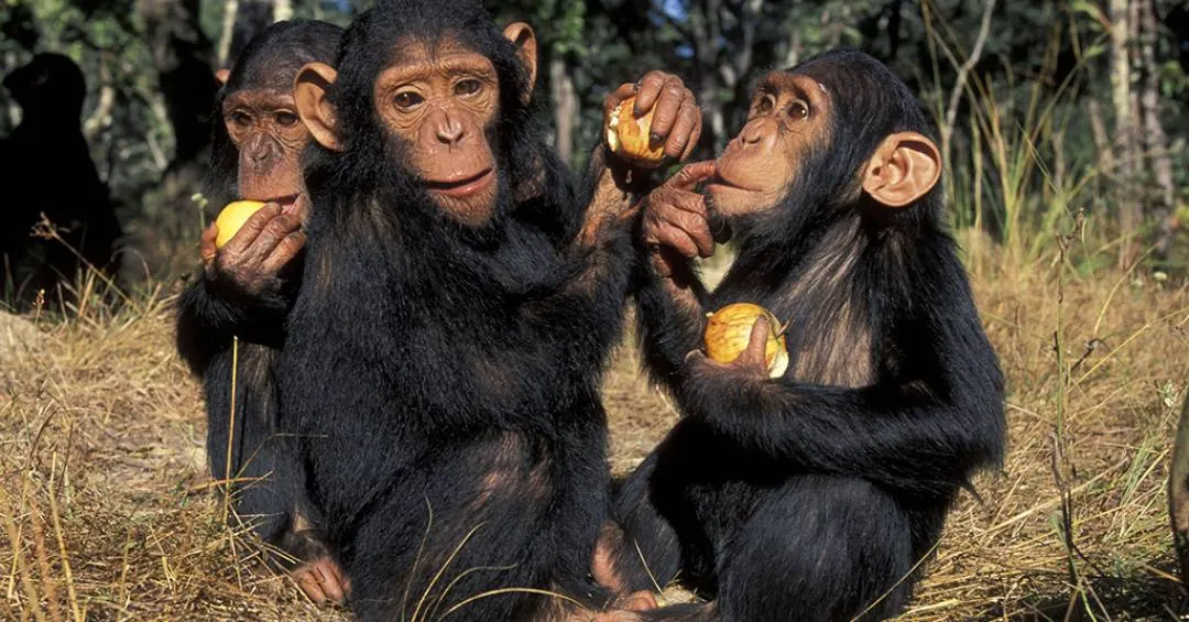 Chimpanzés consomem o equivalente a uma latinha de cerveja por dia