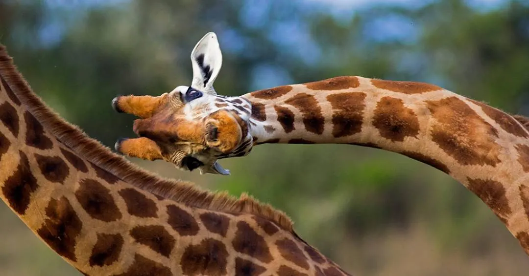 Cientistas batem o martelo: existem quatro espécies de girafa