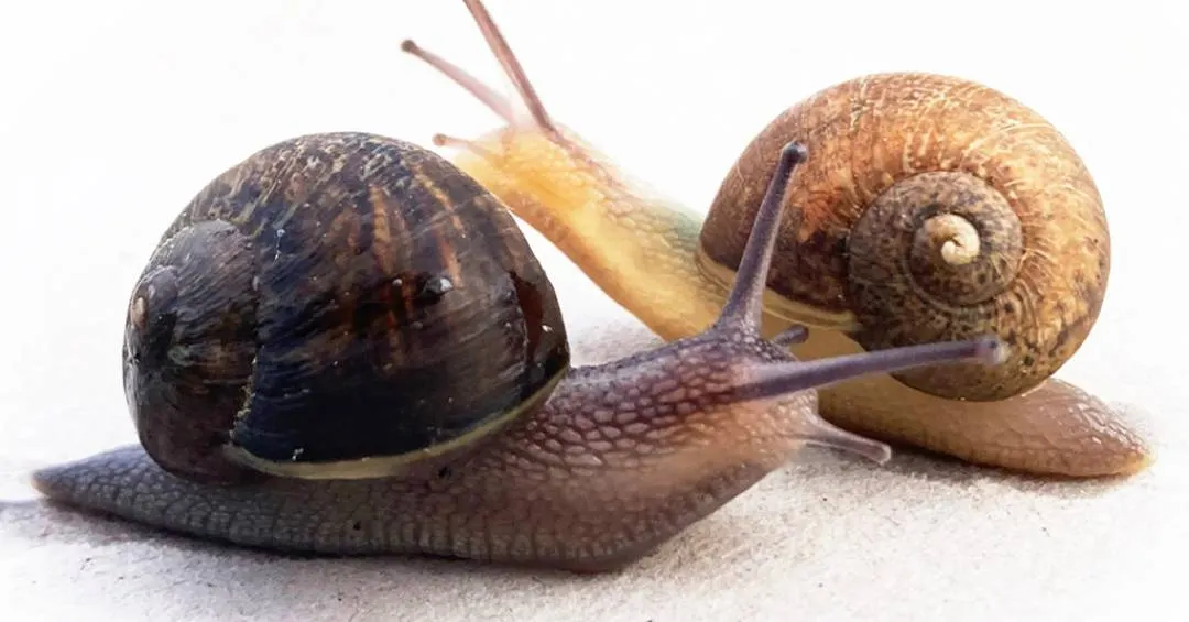 Cientistas procuram por par perfeito para caracol raro