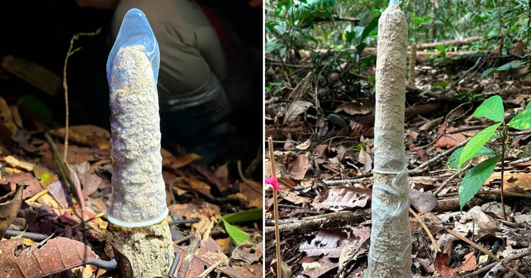 Cientistas recorrem a preservativos para entender torres de cigarras na Amazônia