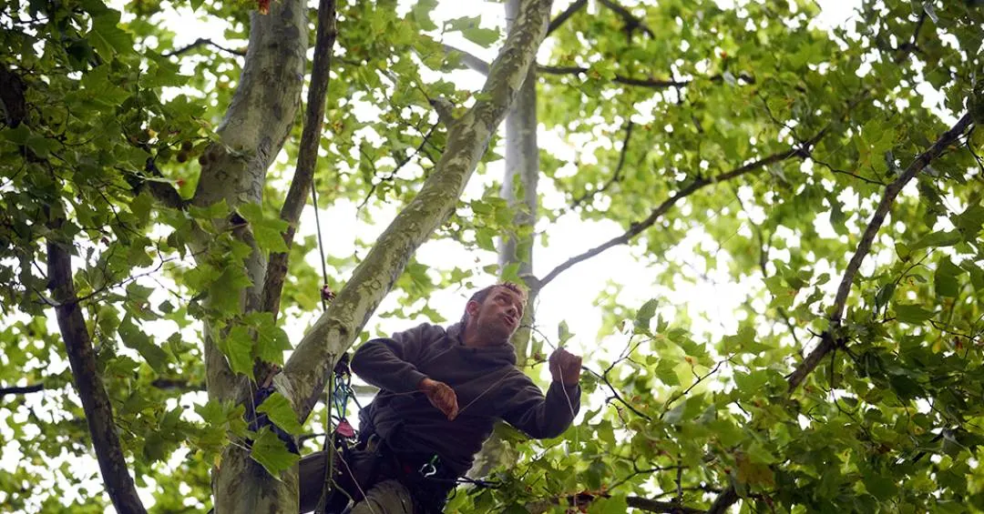 Como a matemática pode ajudar a salvar o meio ambiente