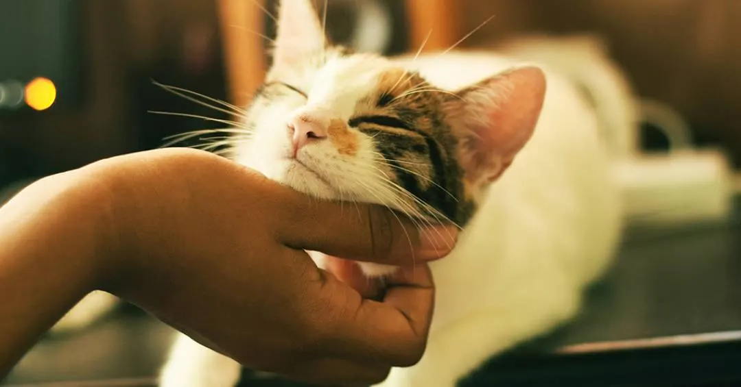 Como conquistar o coração do seu gato, segundo a ciência