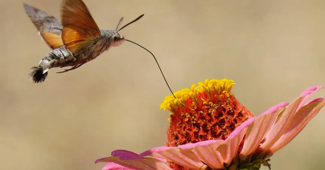 Conheça a bela mariposa que parece um beija-flor