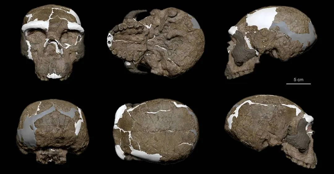 Crânio de 1 milhão de anos pode recontar a história da espécie humana