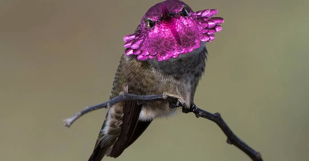 Esse beija-flor consegue “mudar” de cor; entenda como