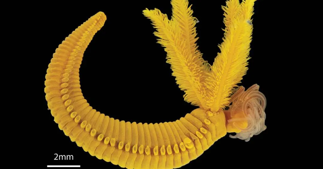 Esse verme-marinho produz pigmento amarelo usado em pinturas renascentistas