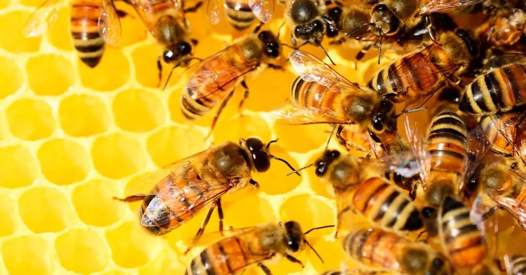 Humanos e abelhas compartilham os mesmos genes para a vida social