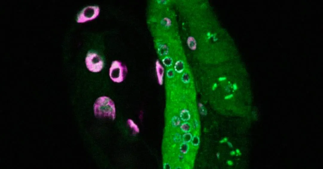 Mesmo sem alteração no DNA, verme herda longevidade de gerações anteriores