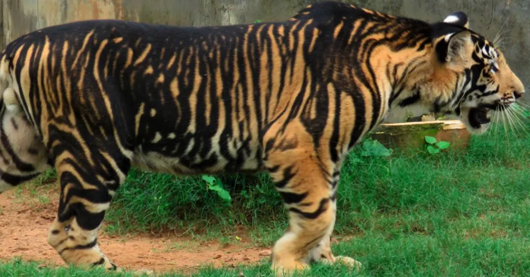 Mutação genética raríssima explica o mistério dos “tigres negros”