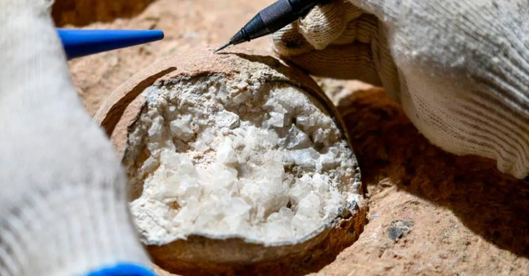 Pela primeira vez, cientistas datam casca fossilizada de ovo de dinossauro