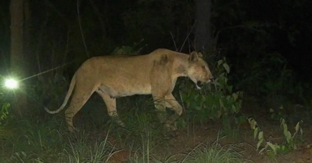 Pela primeira vez em décadas, filhotes de leão aparecem em parque na África