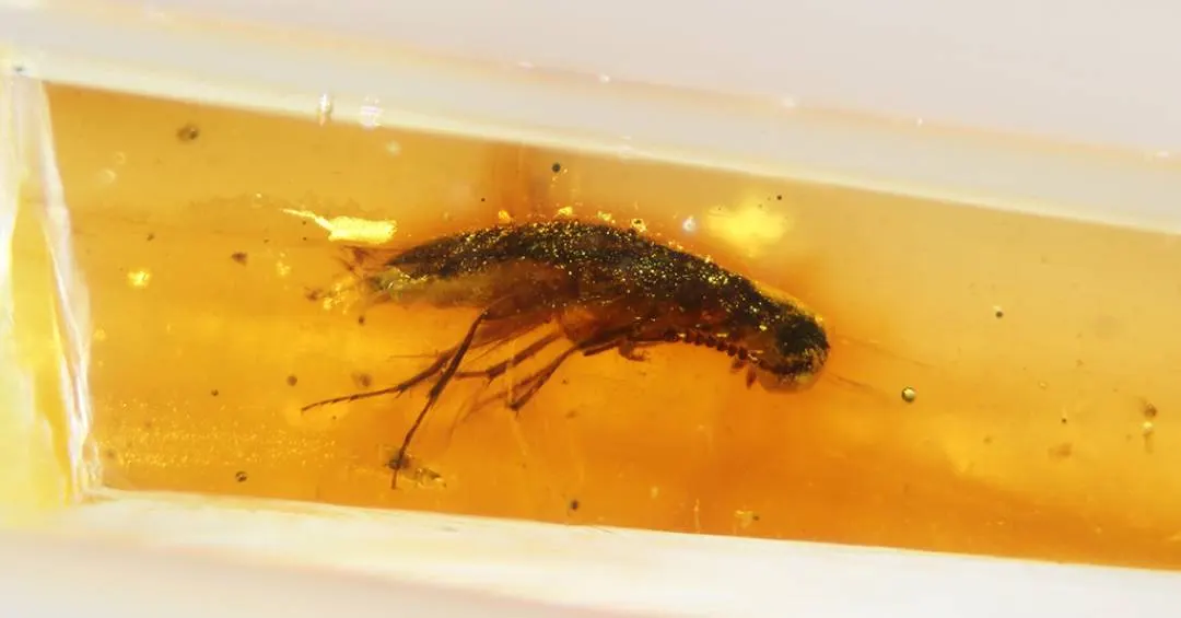 Primeiros fósseis de insetos preservados em âmbar da América do Sul são encontrados no Equador