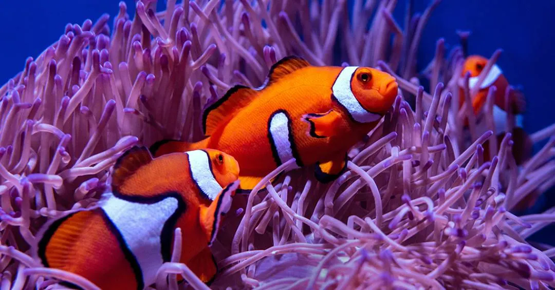 Procurando Nemo? Peixes-palhaço e anêmonas estão desaparecendo por causa de ondas de calor