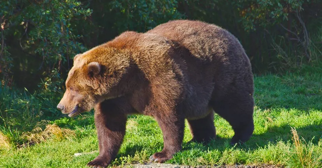 Semana do Urso Gordo: conheça a competição e saiba como votar no seu pançudo favorito