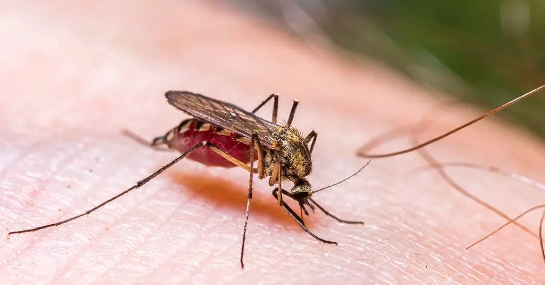 Sexo, drogas e rock ‘n’ roll: os fatores que podem atrair picadas de mosquitos