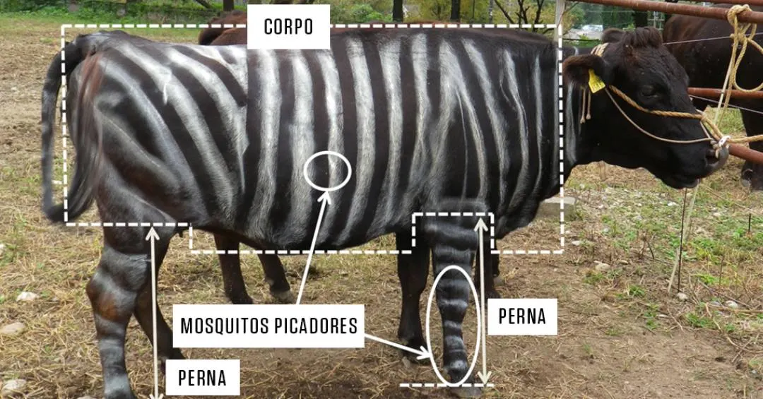 Vacas pintadas de zebra e dieta com Teflon: veja os vencedores do Ig Nobel 2025