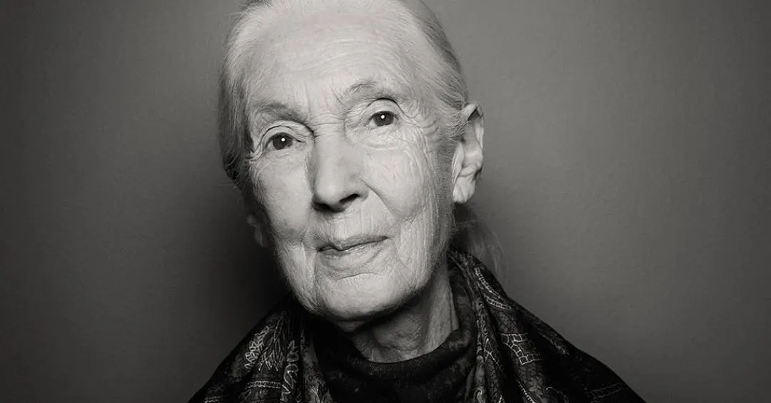 5 descobertas de Jane Goodall sobre os chimpanzés – e sobre nós