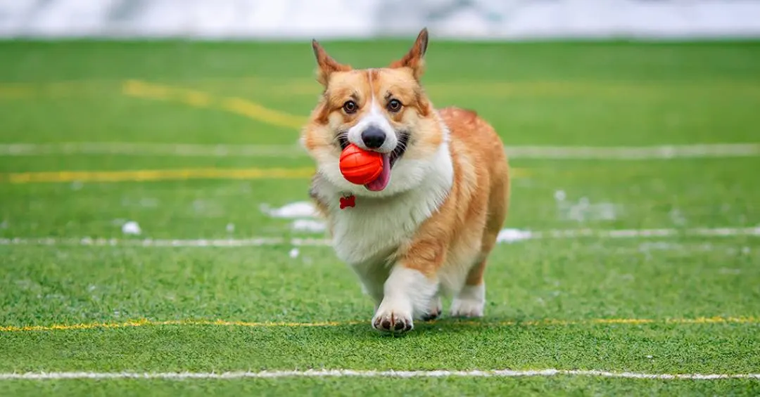 Cachorros podem ficar “viciados” em brinquedos, diz estudo