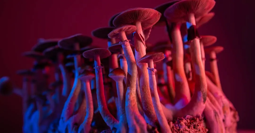 Cogumelos evoluíram para produzir molécula psicodélica. Duas vezes.