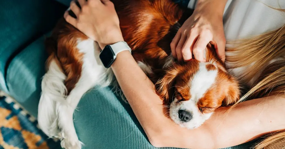 Como os pets se transformaram em parte fundamental da economia brasileira