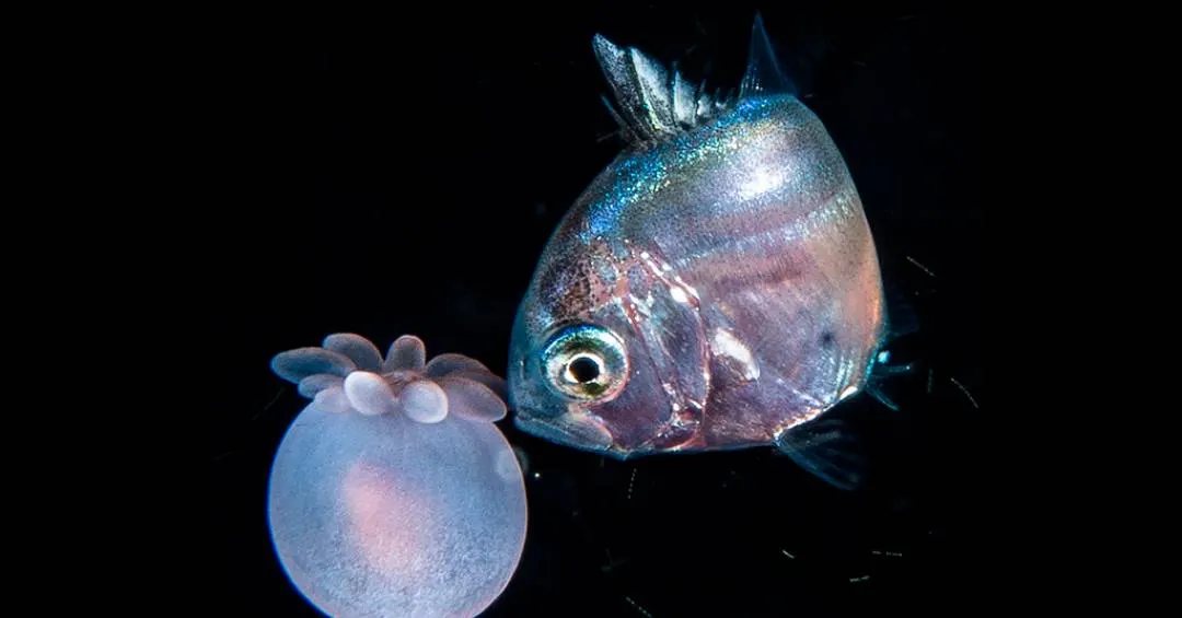 Estes peixes sobrevivem usando anêmonas como armadura