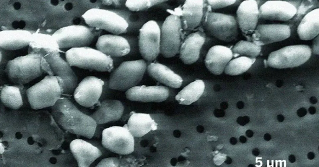 Estudo da Nasa sobre bactéria que vive de arsênio é “despublicado” após 15 anos