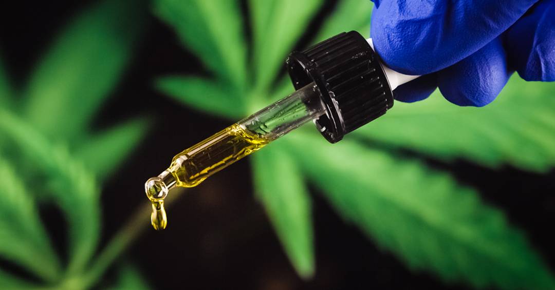 Extrato de cannabis mostra eficácia contra dor lombar crônica em estudo clínico