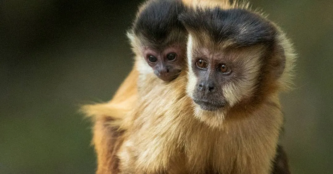Fêmeas de mamíferos vivem mais por não se esforçarem tanto no acasalamento