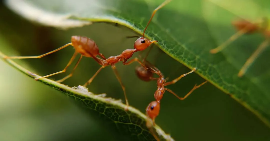 Formigas doentes praticam isolamento social, descobre estudo