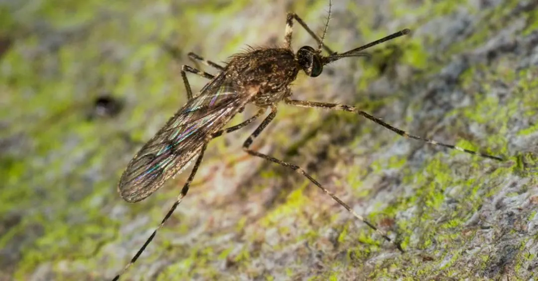 Mosquitos são encontrados pela primeira vez na Islândia