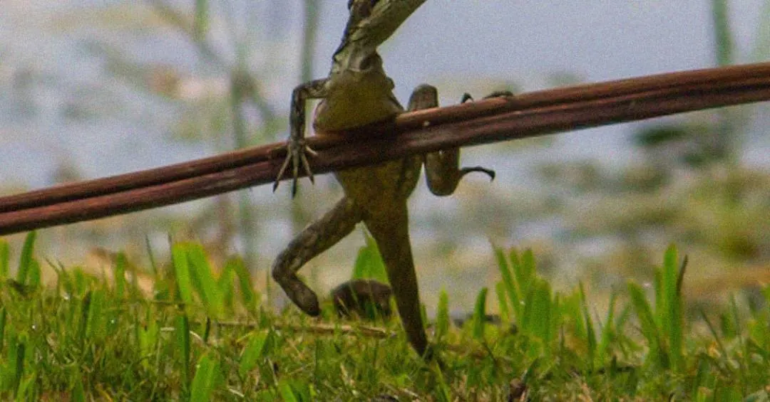 Muitos lagartos prosperam na natureza mesmo após perder um membro, revela estudo