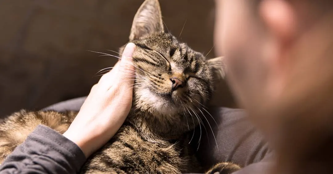 O que ter um gato faz com o seu cérebro – e com o dele