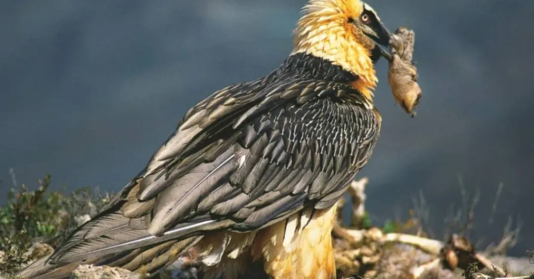 Objetos humanos de 650 anos são descobertos em ninhos de abutres