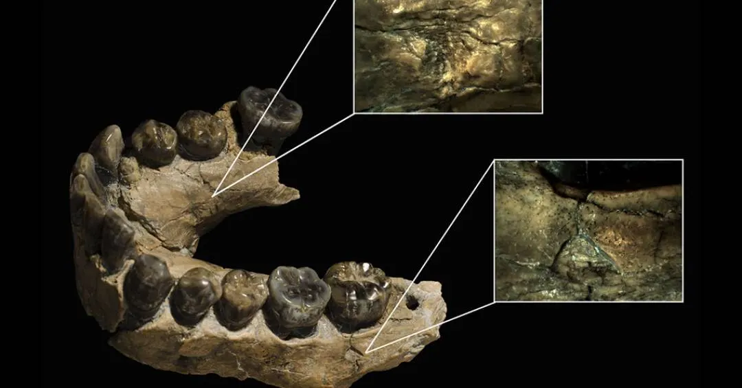 Quando os hominídeos chegaram ao topo da cadeia alimentar? Novo estudo fornece pistas