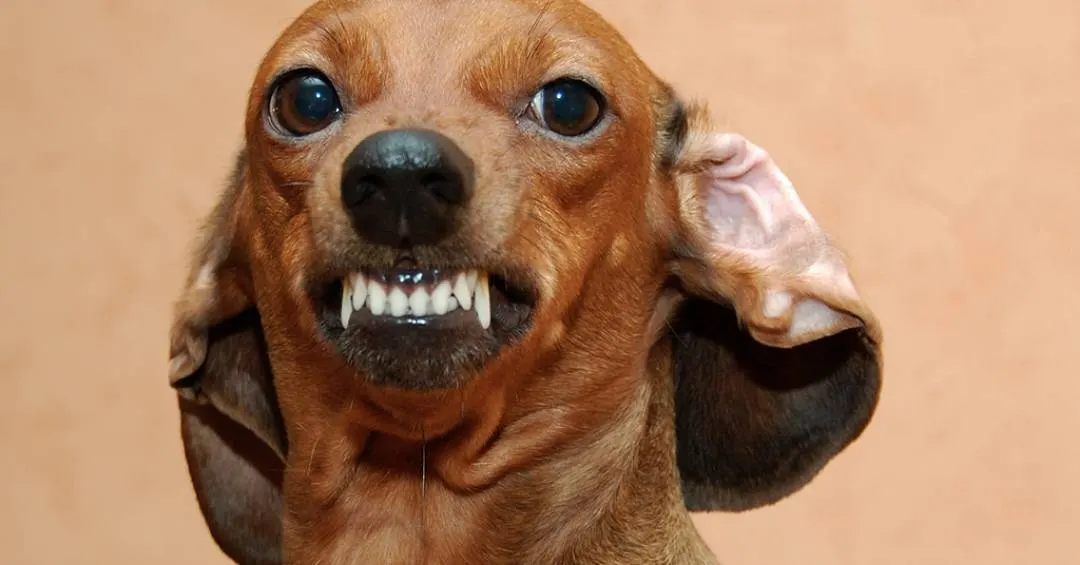 Seu cão é medroso ou agressivo? Estudo revela que o motivo pode estar nos primeiros meses de vida