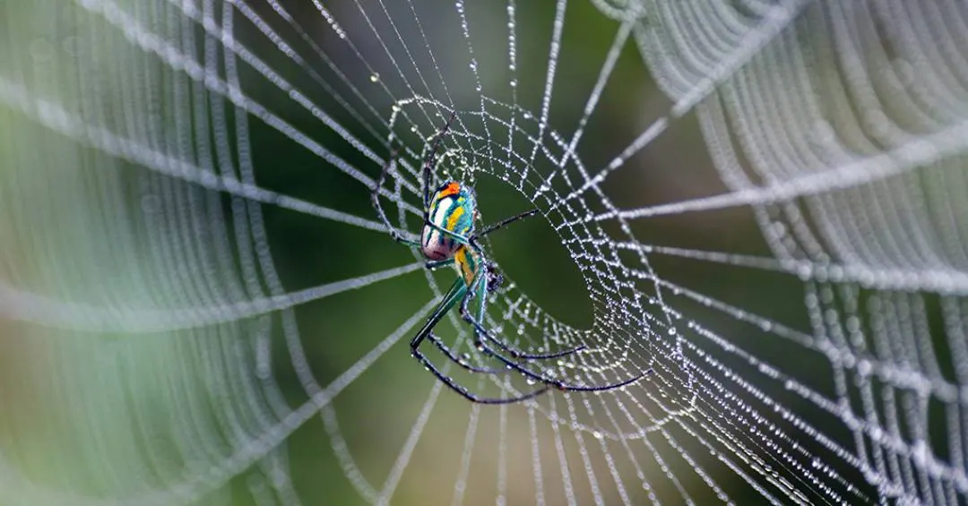 Teias de aranha revelam milhões de anos de engenhosidade evolucionária