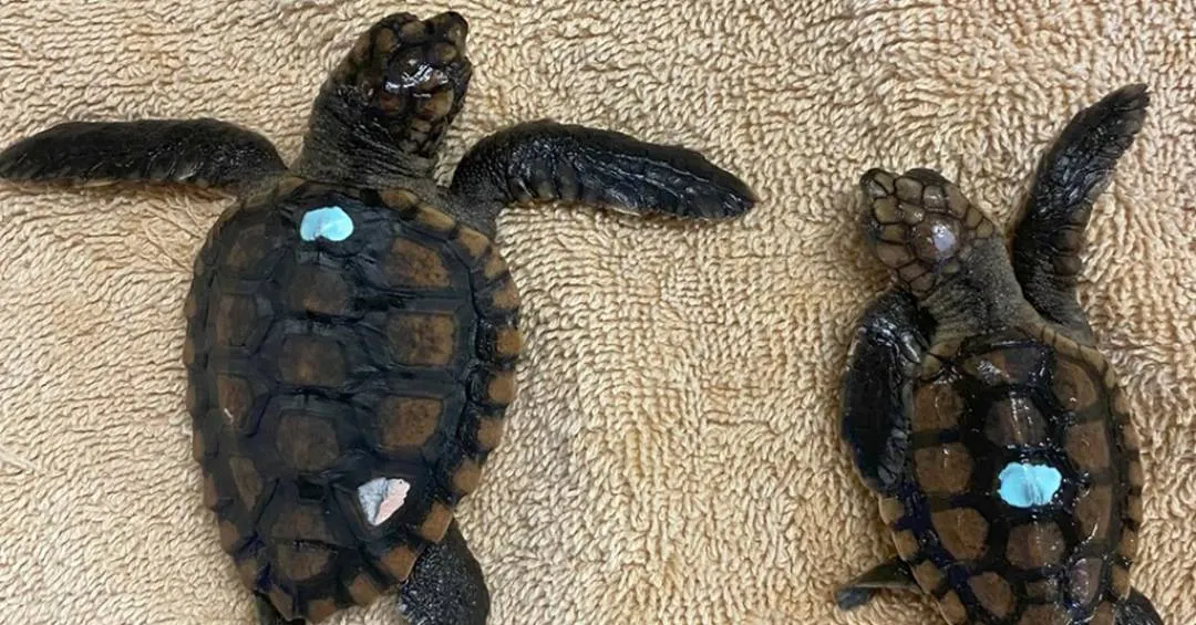 Temperatura do ninho pode afetar a “inteligência” das tartarugas? Novo estudo descobriu