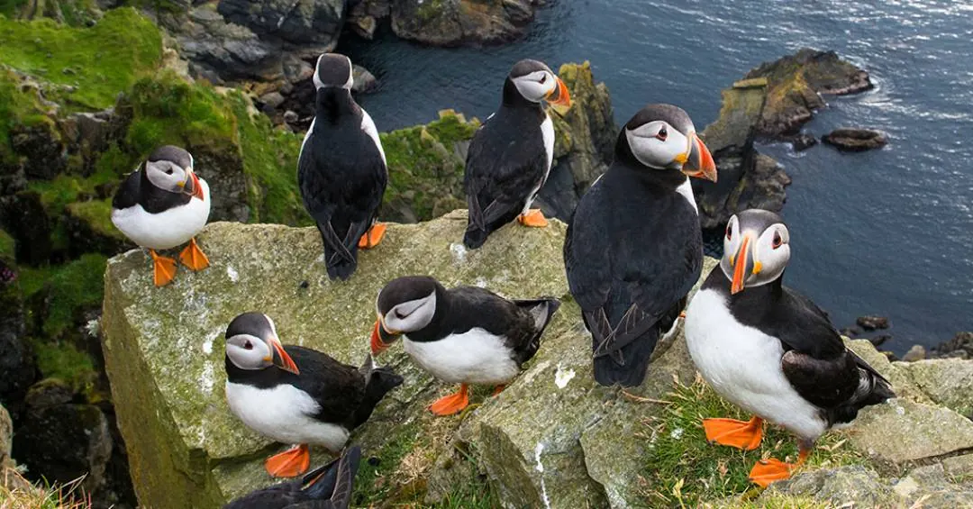 A tradição islandesa mais aguardada do ano: atirar passarinhos do penhasco