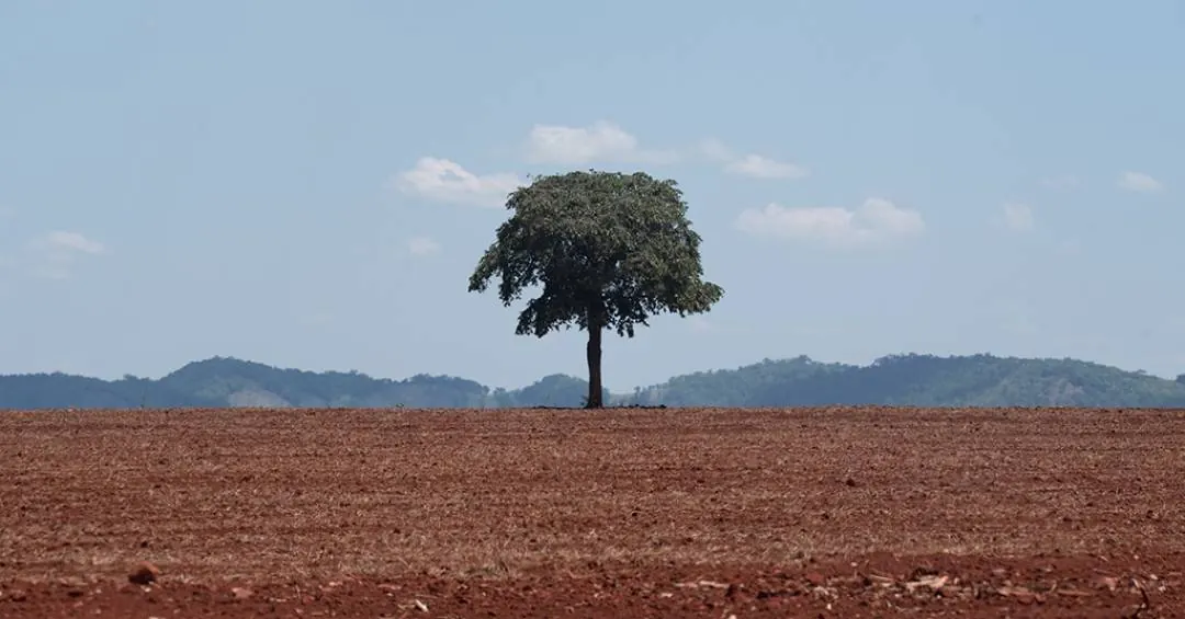 Até 2100, clima da Amazônia pode se tornar “hipertropical” e colocar árvores em risco