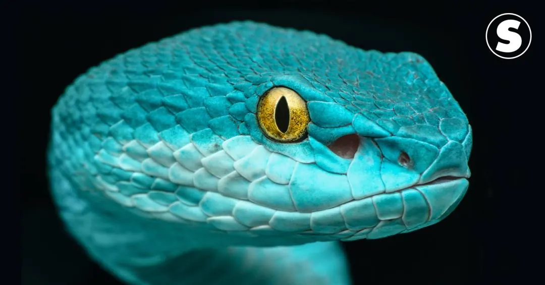 Cientistas imitam visão-de-calor das cobras para criar sensor infravermelho portátil