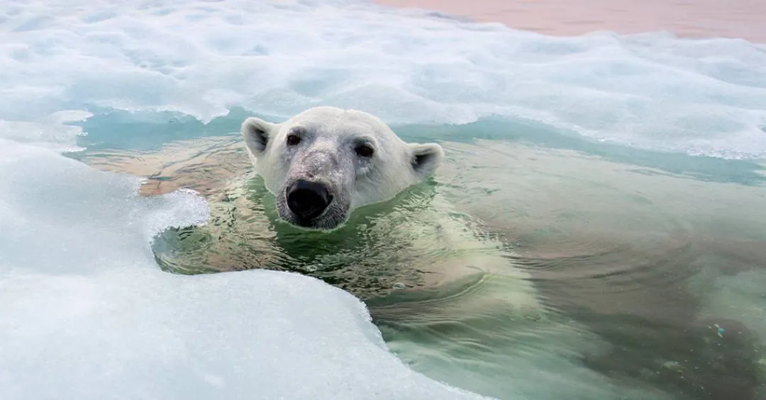 Com “borealização” e “rios enferrujados”, Ártico passa pelo ano mais quente já registrado